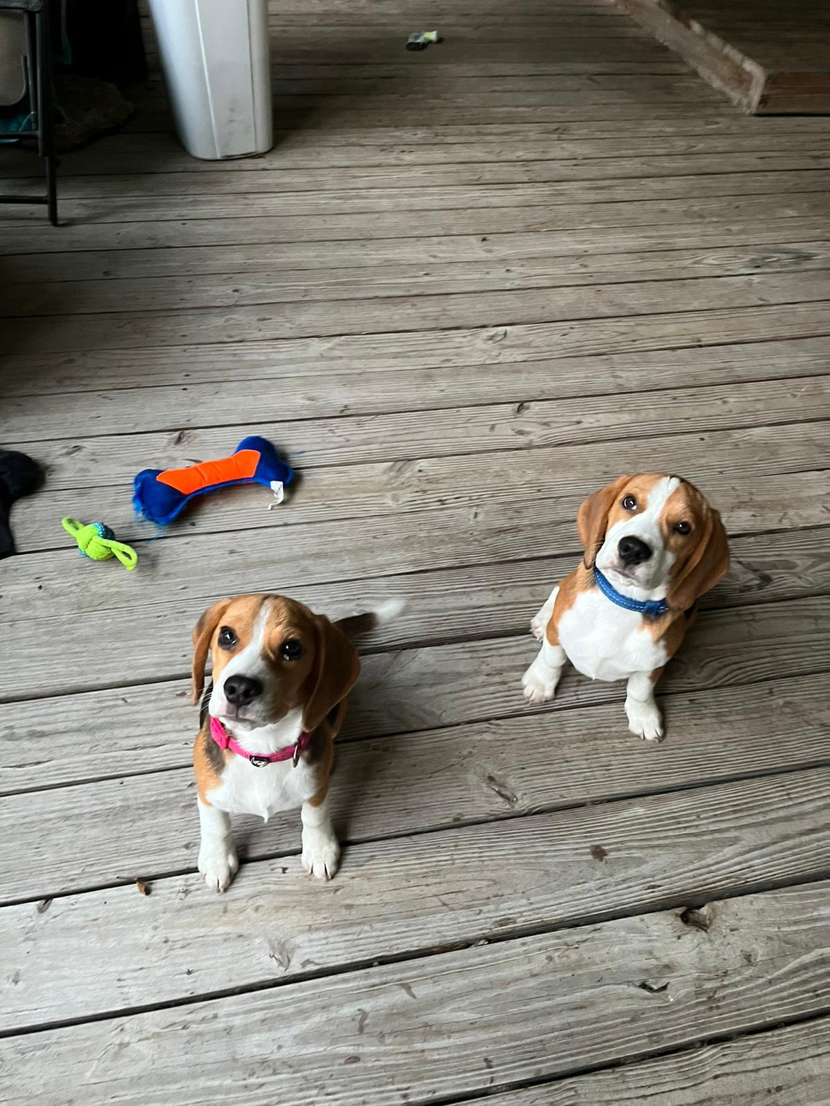 10-12-22 Beau & Bella Pic.jpg