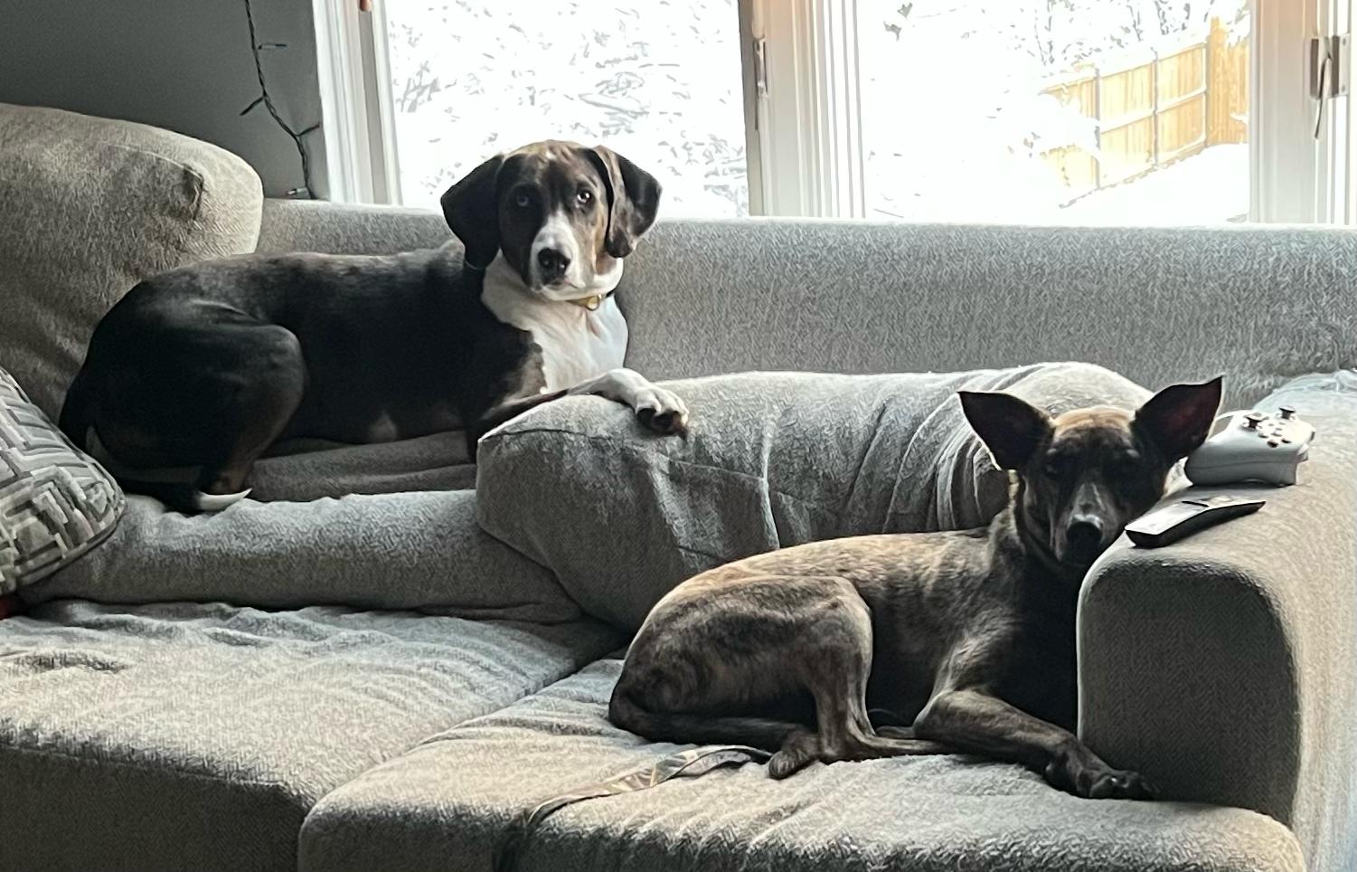 12-12-22 Timber Pic.jpg