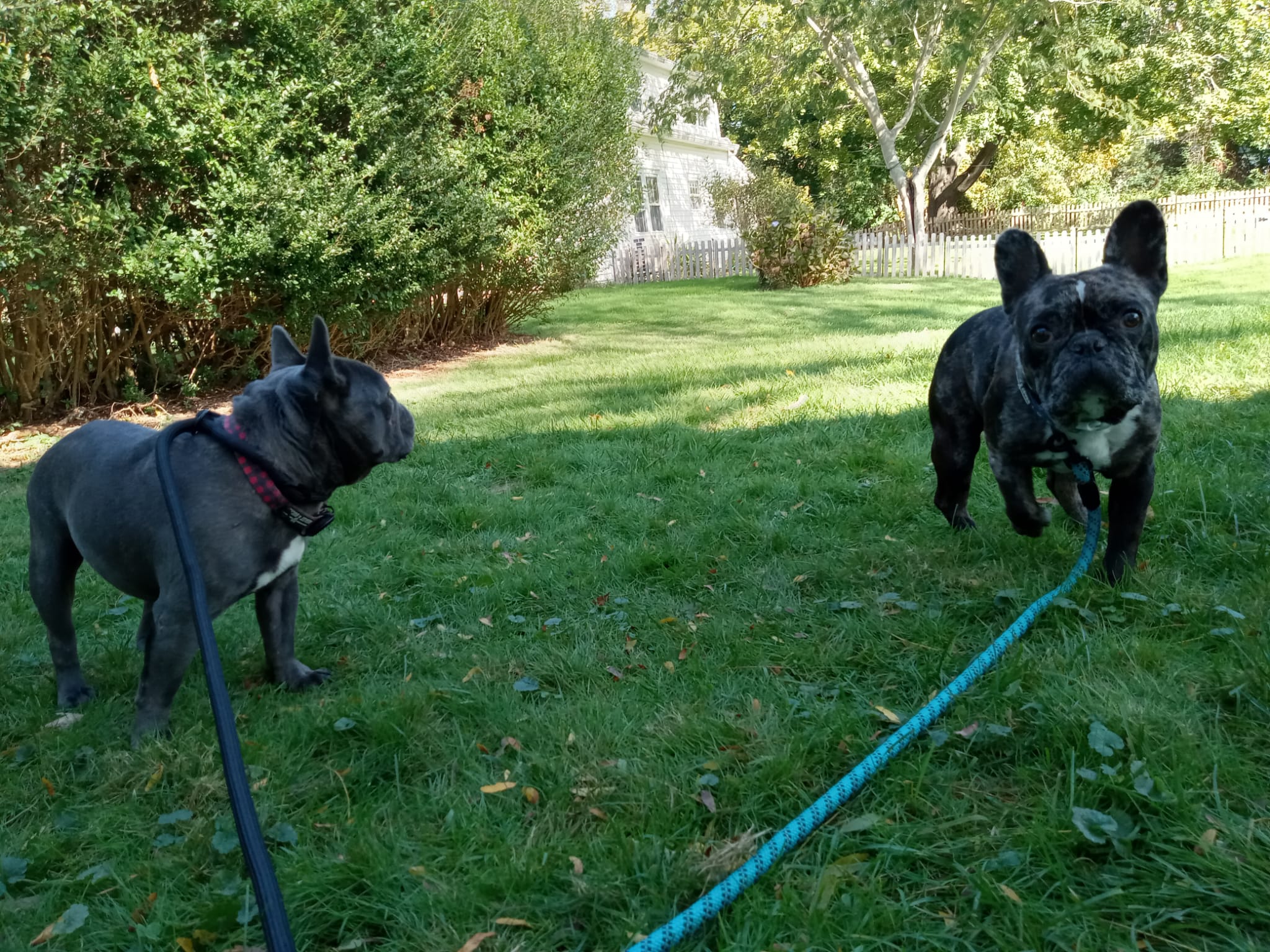 Pic 10.21.22 Alfred & Lincoln (2).jpeg