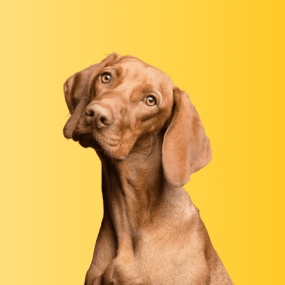 Big Puppy-image