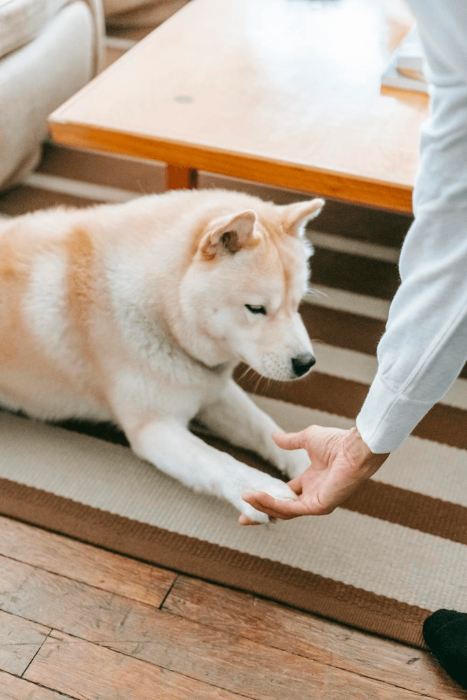 Understanding your Dog's Needs
