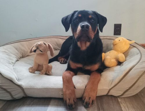 A young black and tan dog lying in a dog bed next to two soft toys