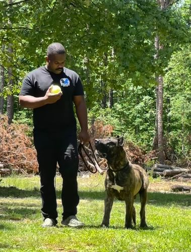 Cal, Dogwise Academy dog trainer