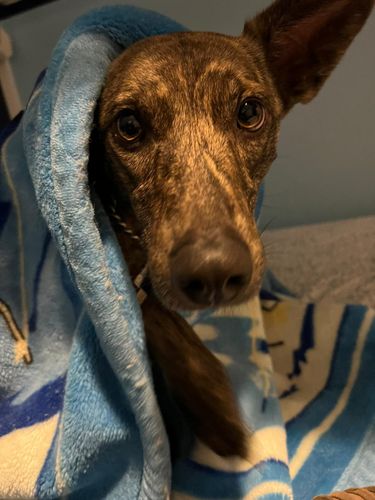 A brown dog peeking out from under a blue blanket
