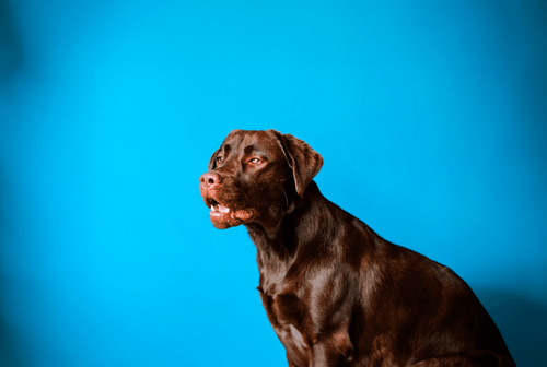 A brown dog on a bright blue background