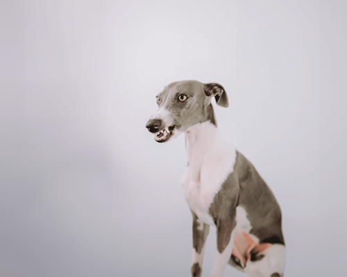 A grey and white dog on a light background