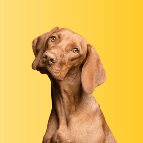 A vizsla puppy on a yellow background