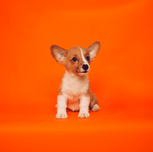 A corgi puppy on an orange background