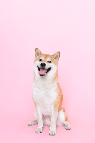 A shiba inu on a pink background