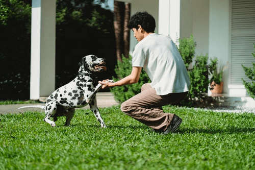 A Dalmatian coming to a man crouched on the lawn to take a reward