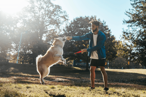 A young dog leaping up toward their owner in a sunny park